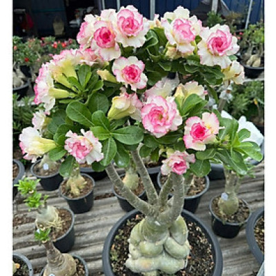 Hạt giống hoa sứ kép Thái Lan - Bịch 10 hạt – Mã số 1974