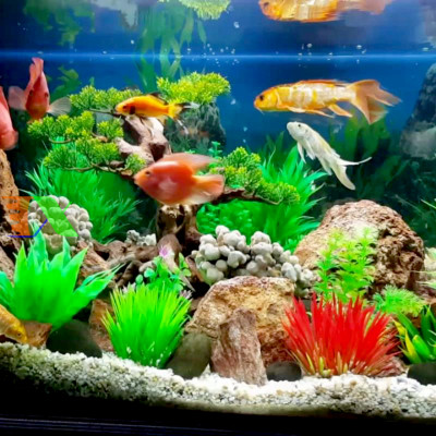 Máy bơm nước AP3500 60W, 3000LH dùng cho bể cá, hồ thủy sinh, hòn non bộ, thủy canh... Hàng chuẩn loại 1. Siêu bền, tiết kiệm điện. Bảo hành uy tín