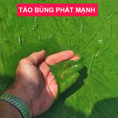 TN2B Seaweed - Thuốc Diệt Ký Sinh Trùng Ở Cá & Diệt Khuẩn, Rêu Tảo Trong Nước 100ml Loại Tốt