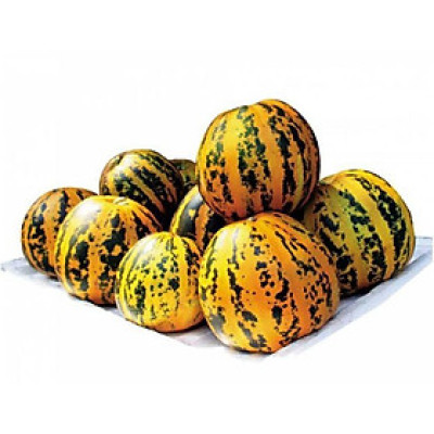 Hạt giống Dưa gang thơm quả tròn VTP145