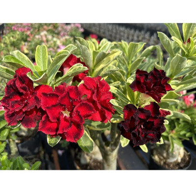 Hạt giống hoa sứ ghép hoa Thiên Vương cánh đỏ đen - Bịch 10 hạt – Mã số 2094 - 2