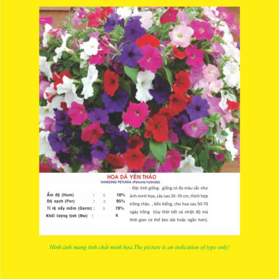 Hạt giống hoa Dã Yên Thảo nhiều màu VTP74
