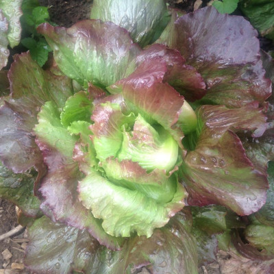 Hạt giống Xà lách Minetto Tím VTP138