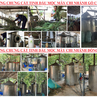 Tinh dầu Tràm gió Organic hữu cơ Mộc Mây - tinh dầu thiên nhiên nguyên chất 100% - dùng xông tắm ngừa cảm lạnh, giảm côn trùng cắn đốt cho Bé, Trẻ sơ sinh và Trẻ nhỏ | An toàn cho làn da nhạy cảm của Bé