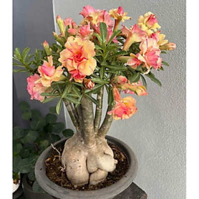 Hạt giống hoa sứ kép Thái Lan - Bịch 10 hạt – Mã số 2020