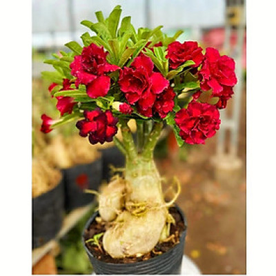 Hạt giống hoa sứ ghép hoa Thiên Vương cánh đỏ đen - Bịch 10 hạt – Mã số 2094 - 1