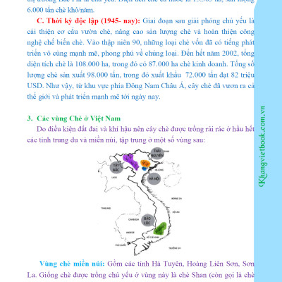 Bí Quyết Thành Công Kĩ Thuật Trồng Trà Xanh Hiệu Quả - KV