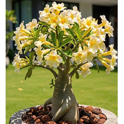 Hạt giống hoa sứ kép Thái Lan - Bịch 10 hạt – Mã số 1579