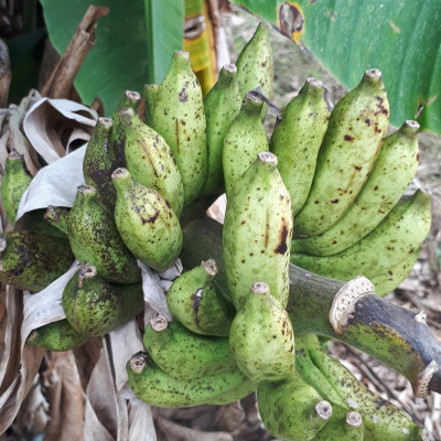 Đặc Sản Kon Tum - (Được Xem Hàng) 1Kg Chuối Hột Rừng Loại 1 (Loại Mật Chín Cây, Rất Thơm Và Ngọt) Đóng Gói Hút Chân Không - OCOP 3 Sao