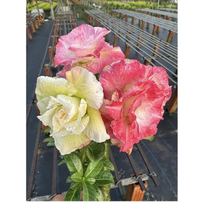 Hạt giống hoa sứ Thái Lan cánh tiên nhiều tầng ghép 3 màu đỏ cam vàng - Bịch 10 hạt – Mã số 2090