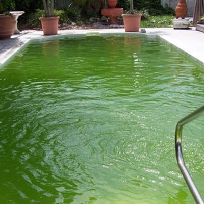 TN2B Seaweed - Thuốc Diệt Ký Sinh Trùng Ở Cá & Diệt Khuẩn, Rêu Tảo Trong Nước 100ml Loại Tốt