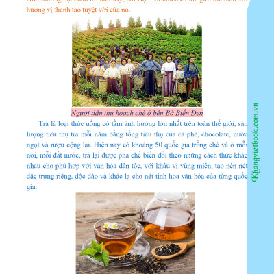 Bí Quyết Thành Công Kĩ Thuật Trồng Trà Xanh Hiệu Quả - KV