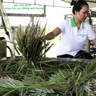 Tinh dầu sả chanh 10ml Mộc Mây - tinh dầu nguyên chất 100% từ thiên nhiên - chất lượng và mùi hương vượt trội