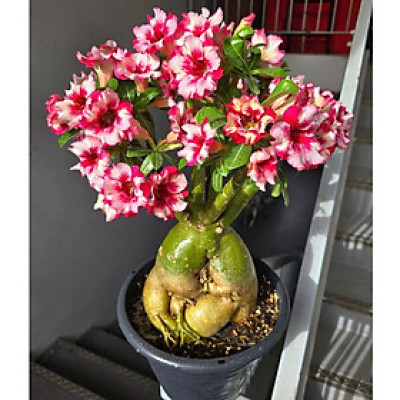 Hạt giống hoa sứ kép Thái Lan - Bịch 10 hạt – Mã số 1944