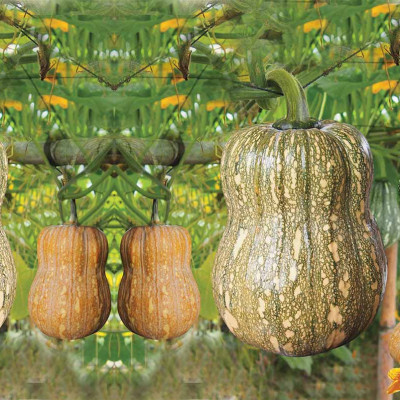 Hạt giống bí hạt đậu F1 dẻo ngọt gói VTS13