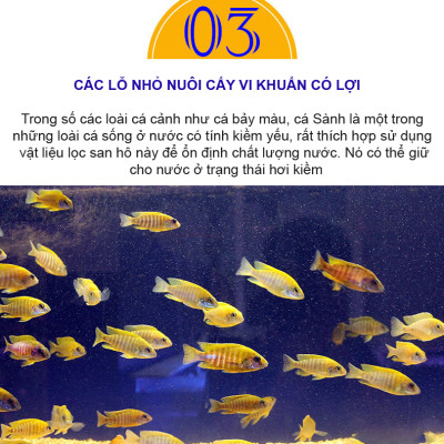 6KG San Hô Vụn vật liệu lọc hồ cá, trang trí bể cá, hồ thủy sinh cao cấp 