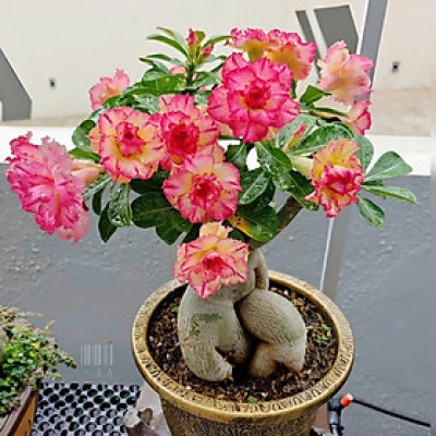 Hạt giống hoa sứ kép Thái Lan - Bịch 10 hạt – Mã số 2034