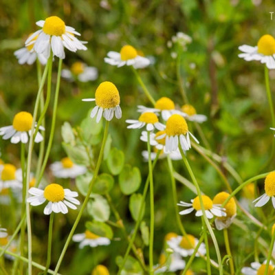 Hoa cúc la mã nguyên bông hữu cơ Chamomile Flowers 100gr - Green Nature