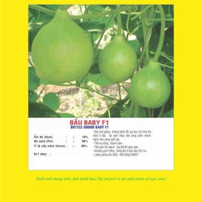 Hạt giống Bầu quả tròn -  bầu Baby F1 giống ngắn ngày kháng bệnh VTP01