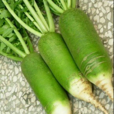 Hạt giống Củ cải xanh  - củ Cải đường cao sản củ to giòn ngọt VTP67