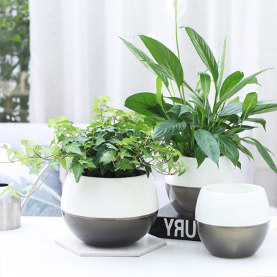 Chậu tự tưới để bàn I0 Monrovia, dáng chậu tròn, chất liệu nhựa PP, màu sắc sang trọng